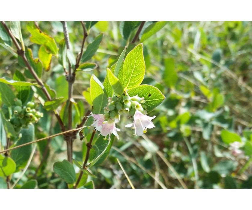 Western Snowberry